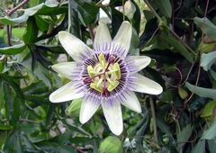 A close-up view of a Passion Flower. Link to the Plant Life Gallery.