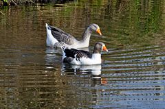 A pair of geese on the Trent and Mersey Canal at Stretton near Burton on Trent, Staffordshire, England. Link to Birds Gallery.