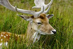 A close-up photo of a male Fallow Deer, in the long grass at Bradgate Country Park, England. Link to Animals Gallery.
