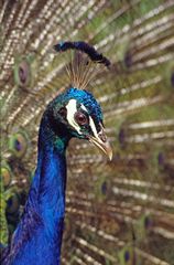 Close-up view of a male Peacock. Link to Nature Gallery.